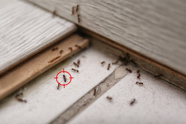 Best Ant Control Services  in Delafield, WI