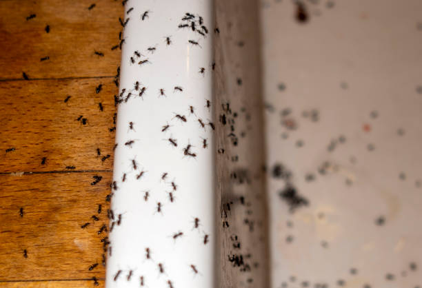 Best Rodent Control Near Me  in Delafield, WI